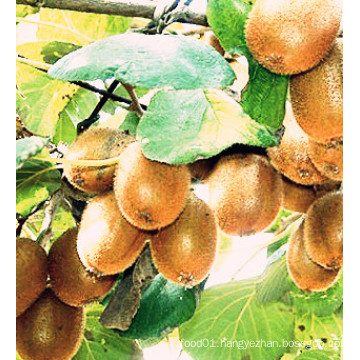 Best-Selling New Crop Export Good Quality Fresh Kiwi Fruit